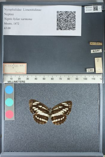Media type: image;   Entomology 162827
